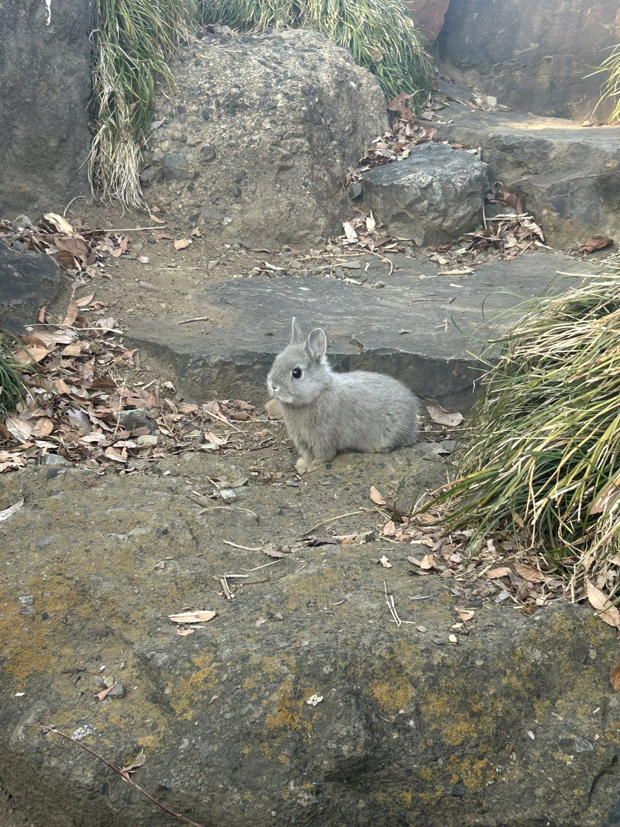 ほごうさちゃん tweet media