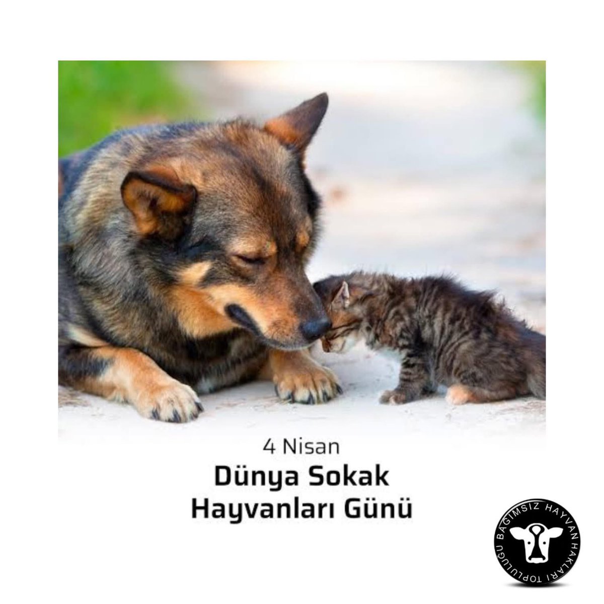veganzulal's tweet photo. 4 Nisan Sokak Hayvanları Günü Türkiye’de kutlanacak değil, birilerinin utanması gereken gündür ne yazık ki. 

2024’te TBMM’den sahipsiz canlara yönelik Katliam Yasası kabul edilen ve o günden bu yana her gün toplu olarak köpeklerin katledildiği bir ülkede böyle bir gün sadece utançları ortaya dökmek için kullanılabilir.

Sokaklarda yaşam savaşı veren canlara binbir çeşit zulmün, tecavüzün, şiddetin yaşatıldığı bu ülkede, bugün sempatik bir görsel paylaşıp yılın geri kalan günlerinde susan milyonlarca insan için kendisiyle yüzleşme günüdür çünkü… 

Evindeki kediyi ya da köpeği sevip onun sokaktaki türdeşlerine yapılan zulmü umursamayan insanların kendi ikiyüzlülüklerinin farkında bile olmayacağı gündür çünkü���

Belediyelerin kendi barınaklarında aç ve susuz bıraktıkları hayvanlara köle muamelesi yapıp 4 Nisan’ı anma yüzsüzlüğünü gösterdiği gündür çünkü…

Hayvanlar arasında ayrım yapan ve katledilmelerini sessizce izleyen herkes için kendi zalimliğiyle yüzleşme günüdür çünkü… 

#4NisanSokakHayvanlarıGünü
