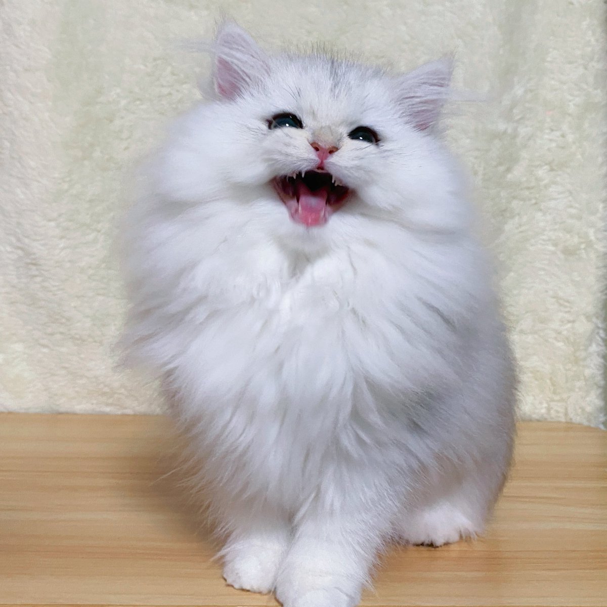 corone_ragdoll's tweet photo. 猫じゃらしが届かなくて一生懸命鳴いてるの可愛すぎる💓💓💓

(クラッキングしてます🤭) https://t.co/c9uvvisaZg