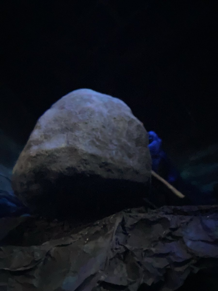 merocyan♪(≧∇≦)👻 nextディズニー：誕生日前後にシー！ tweet media