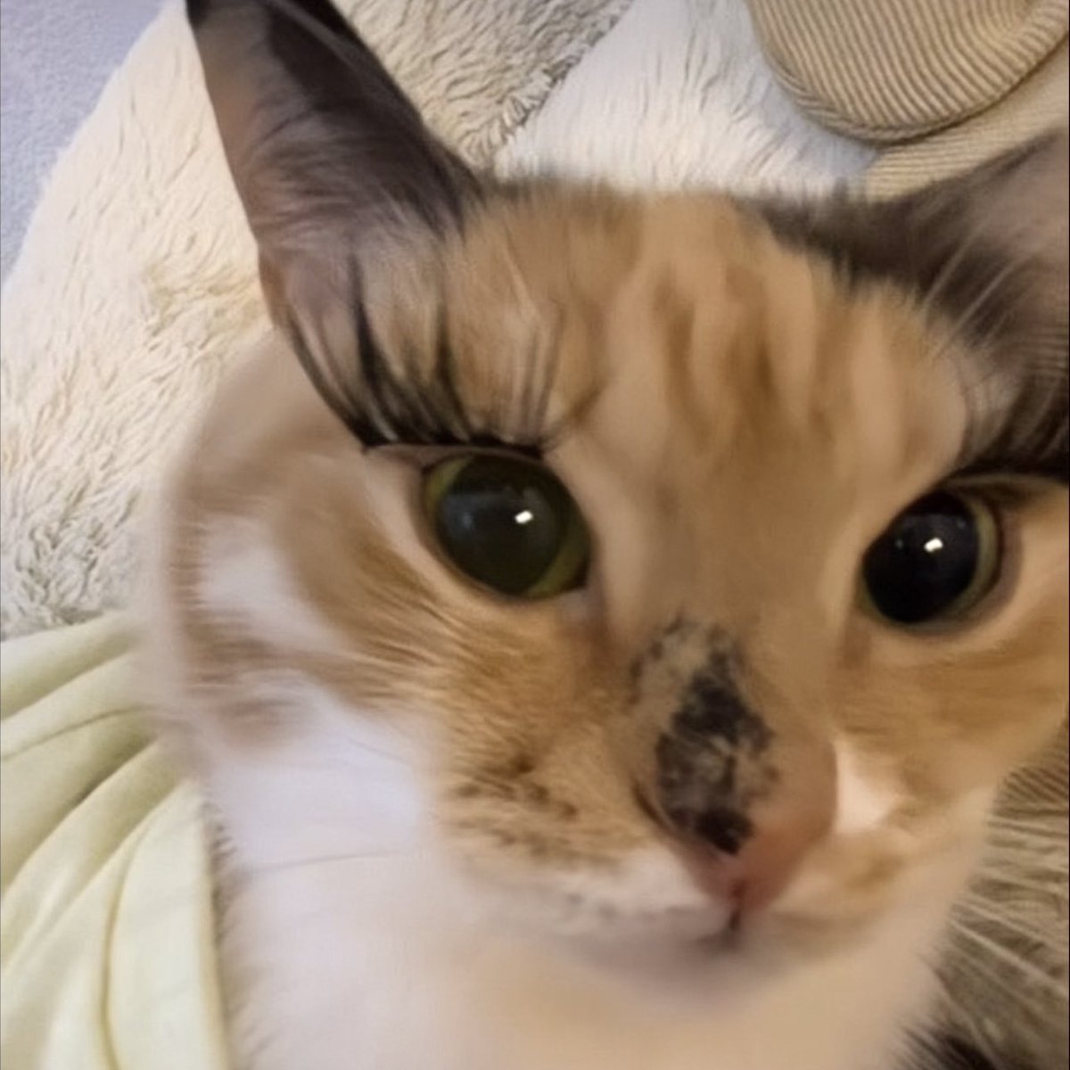 ⃟⃟⃟ tweet media