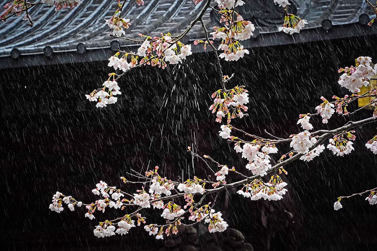 桜雨