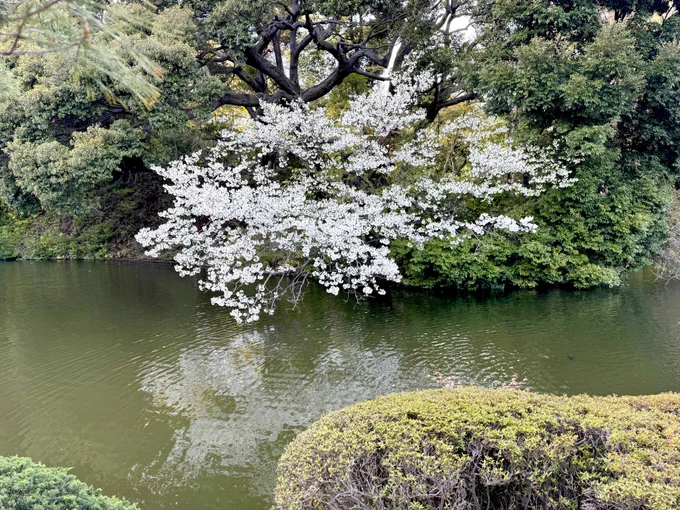桜、きのう。nakura