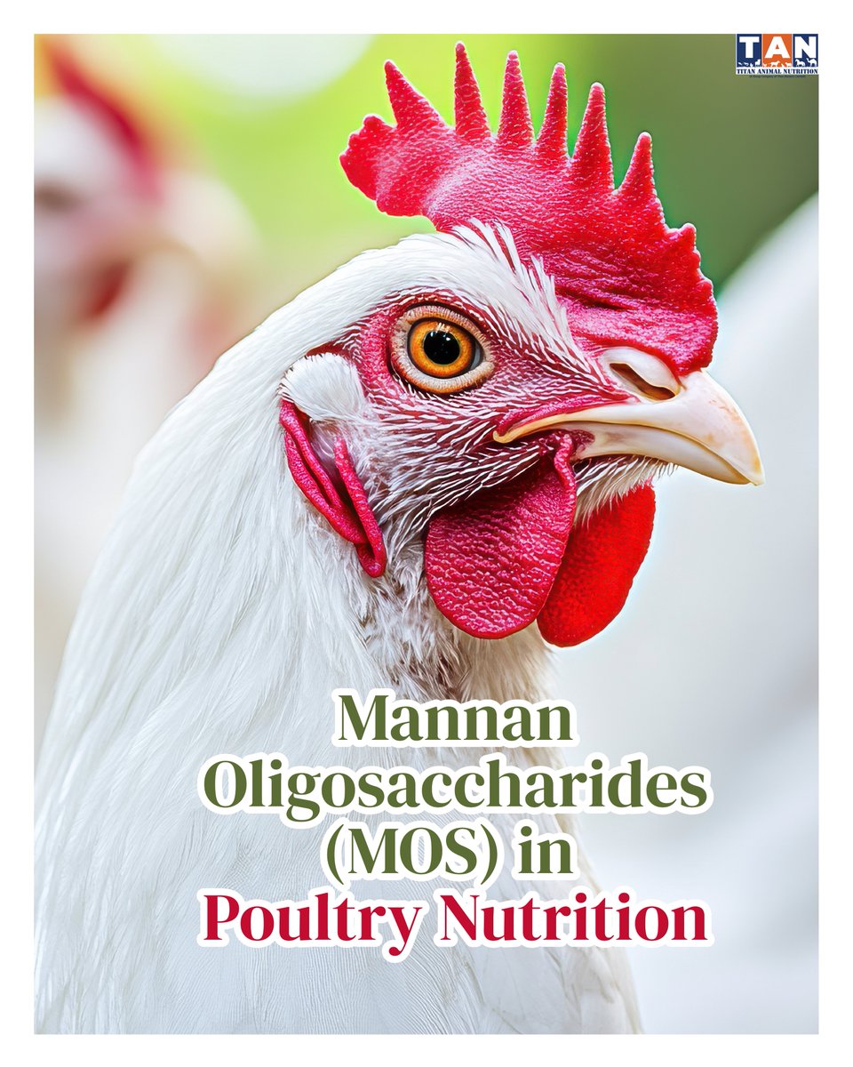 titananimalfeed's tweet image. Antibiotic-free poultry production is already here.
Our latest blog breaks down how Mannan Oligosaccharides (MOS) support gut health, performance, &amp;amp; antibiotic-free feed strategies.
Read more: titananimalnutrition.com/mannan-oligosa…

#MOS #PoultryNutrition #GutHealth #Antibiotic #FeedFormulation