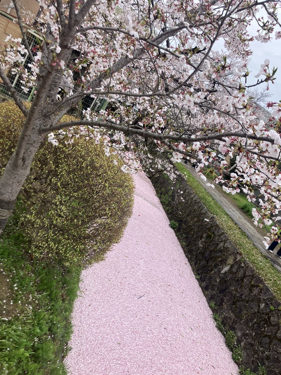 はっち📚京都・浄土寺 図書室 間借り店 tweet media