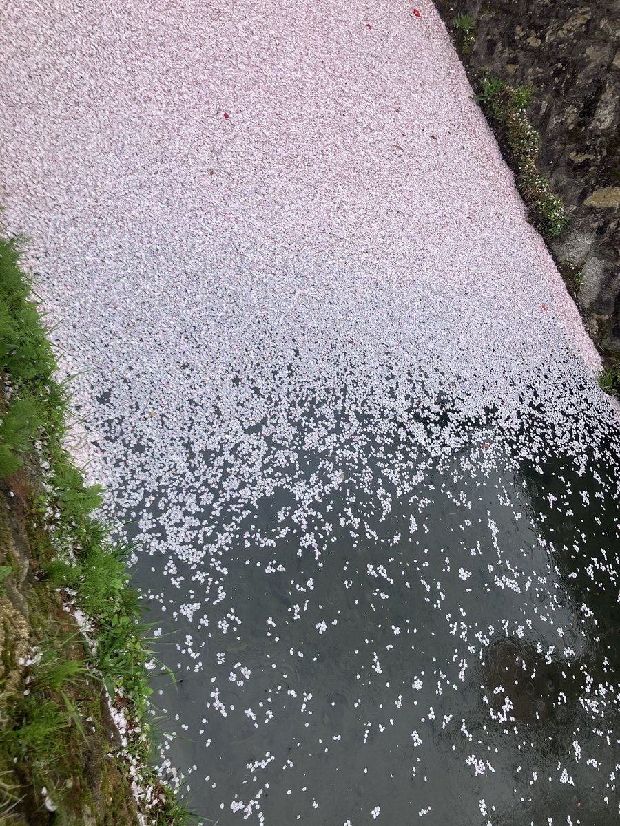 はっち📚京都・浄土寺 図書室 間借り店 tweet media