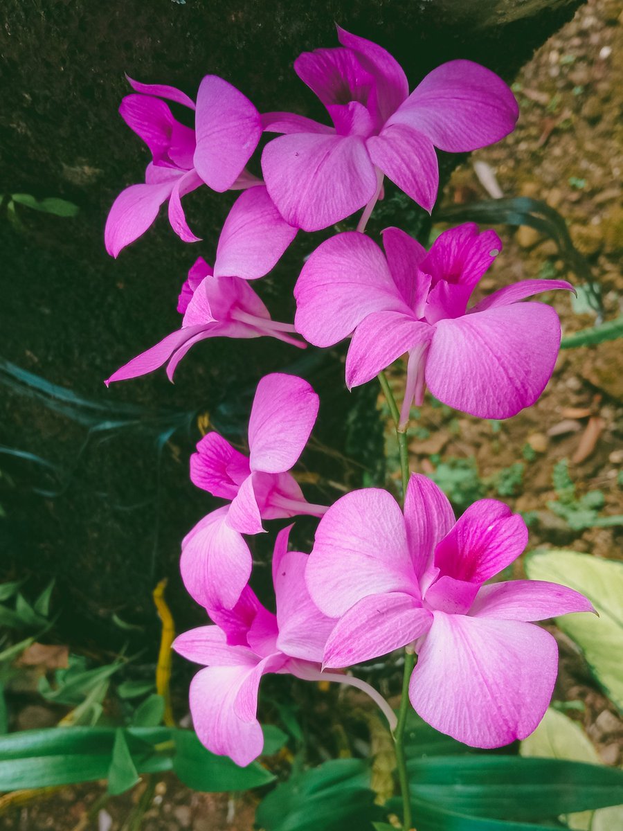 Kembangku yg di teras ga begitu banyak jenisnya. Sebenernya pengen banget memperbanyak jenis lain trus digantung trus bisa jadi spot foto2, tp terhalang restu ibu negara, "sek marai rengket ngko dadi sarang ulo," katanya. Wkwkwk.. Ketika ibu negara bersabda.... Yaasudah