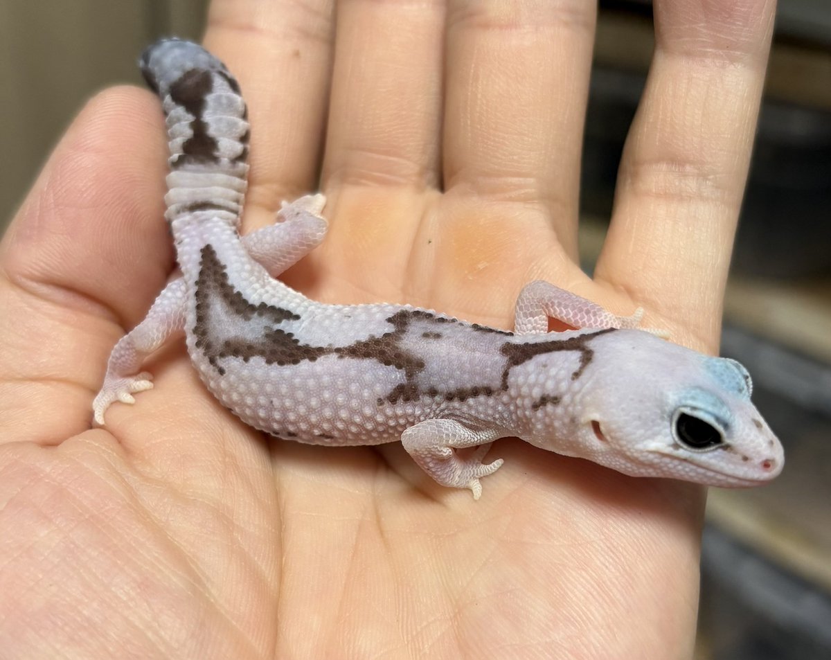 Noah_rep tweet media