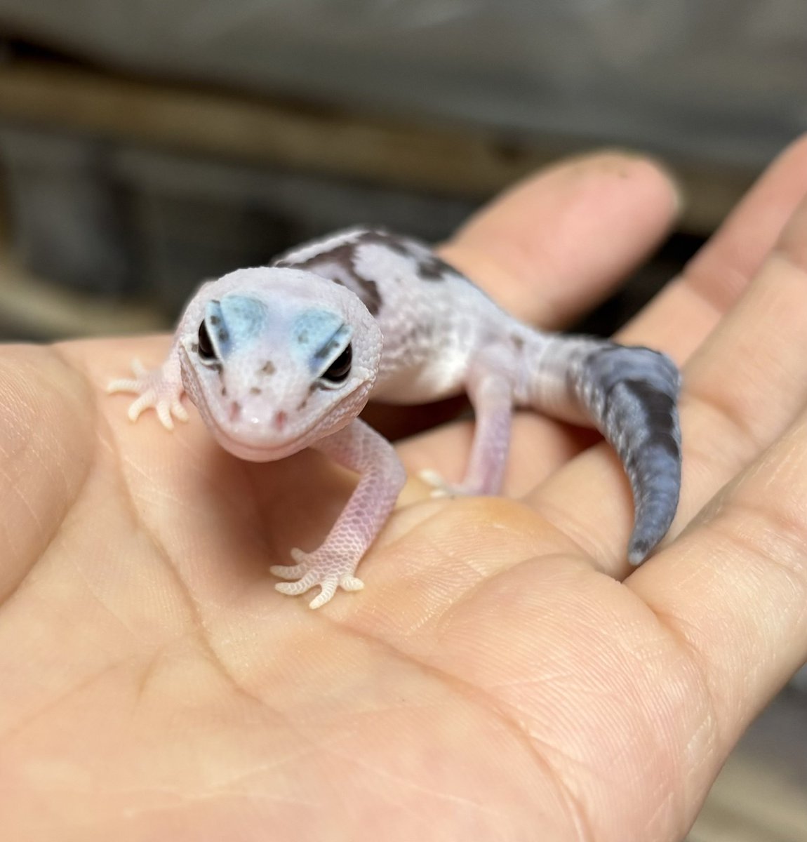 Noah_rep tweet media