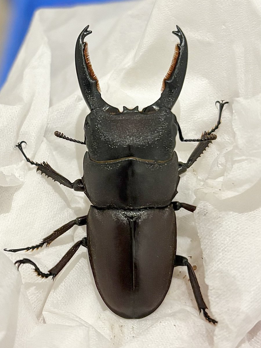 だいすけ tweet media