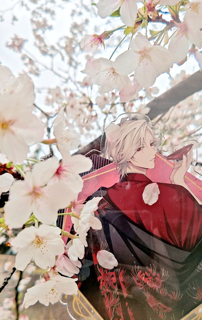 #イケシリFAdeお花見2026
#チェリの薔薇色Diary

雨の中、桜とウィリアムの美しさに目を奪われる🌸