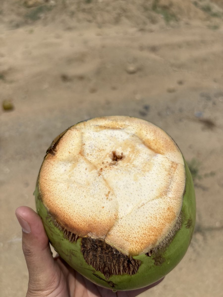 pargaien's tweet image. Nothing beats tender coconut water during a hot field visit! 🥥☀️
32 degree but feels like 37 😳
Nature’s own electrolyte drink—refreshing, sterile, and the perfect way to beat the heat while on the move.
What’s your go-to drink ? #FieldWork #Hydration