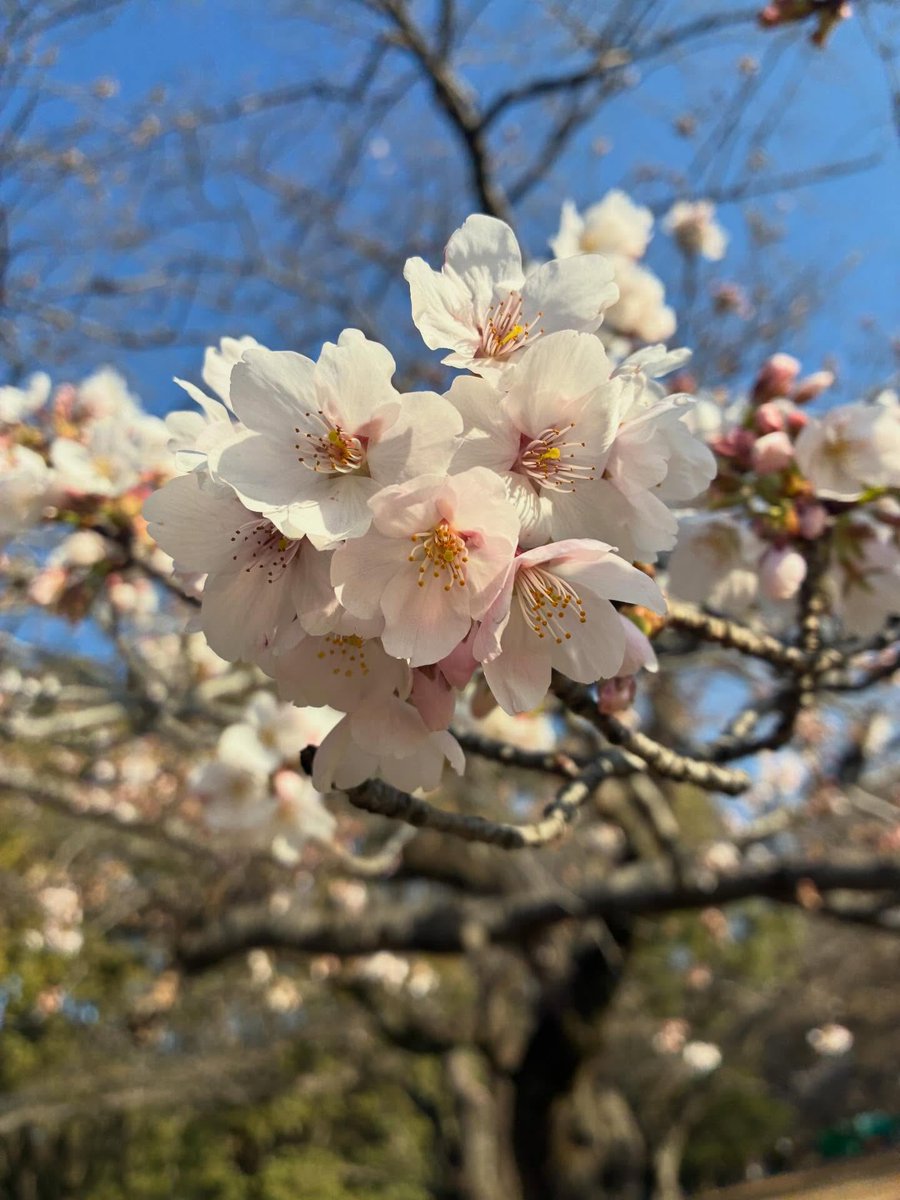 보아카이브 BoArchive tweet media