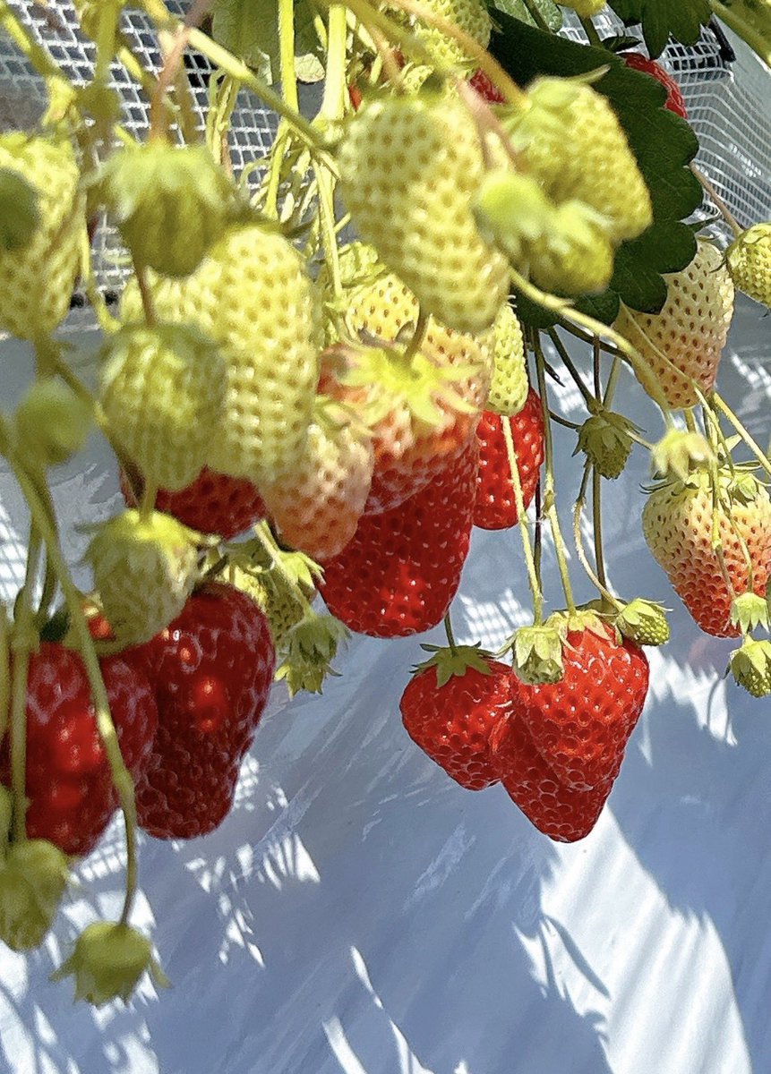 寺島拓篤 tweet media