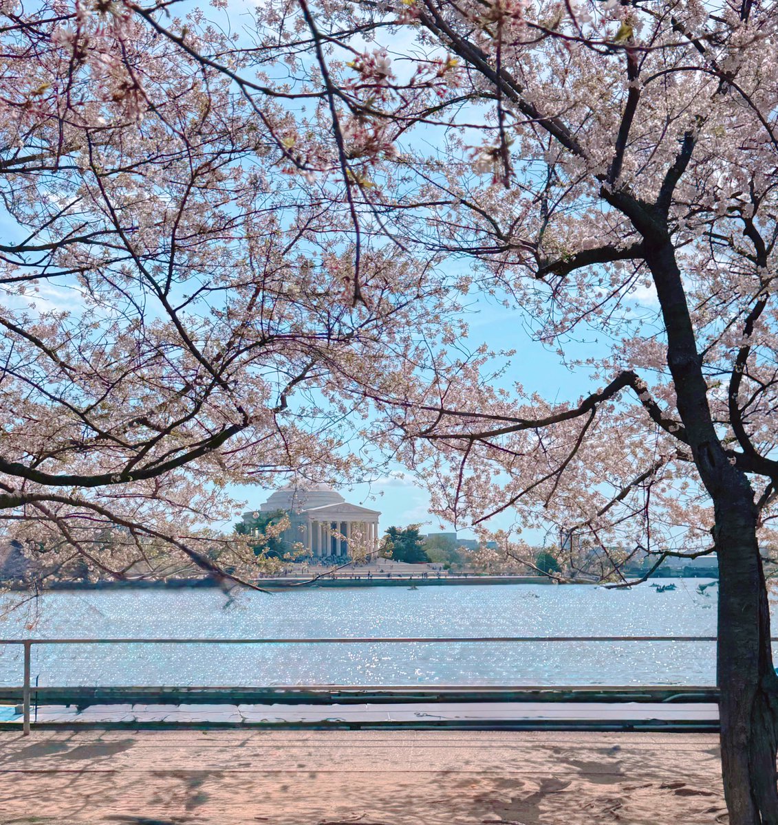 ᴀʟɪᴄᴇ 🍊 tweet media