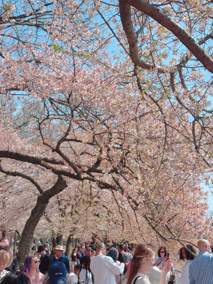 ᴀʟɪᴄᴇ 🍊 tweet media