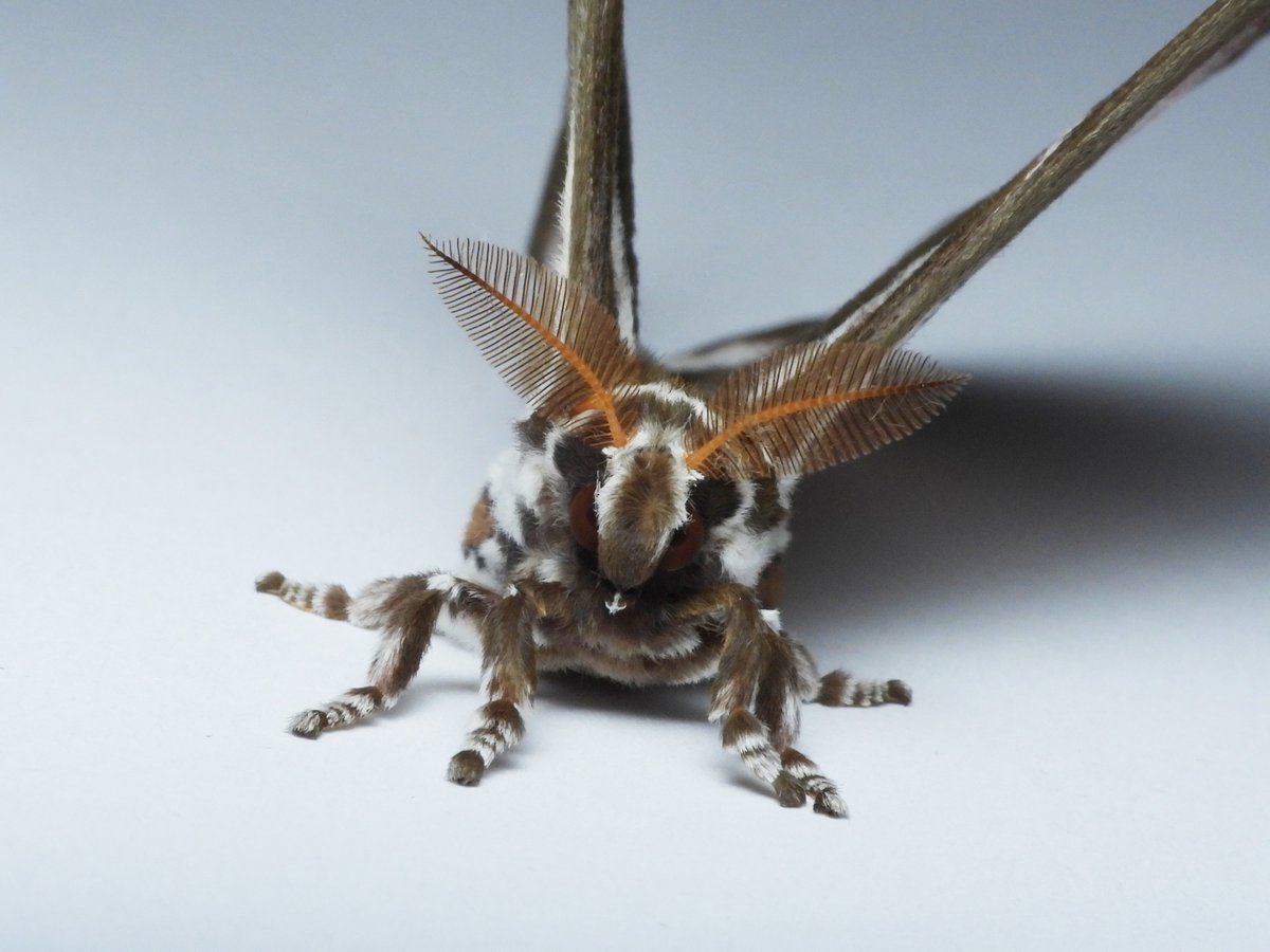 あじfらい tweet media