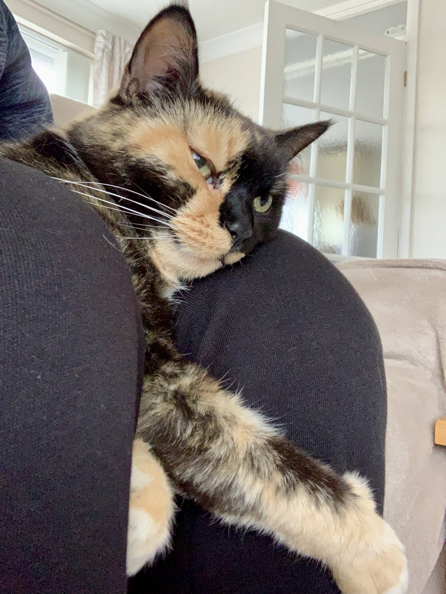 JackFlavellPics's tweet photo. @JaneFallon All the best Jane. Charlie sends cat cuddles https://t.co/lX3p4xKDcL