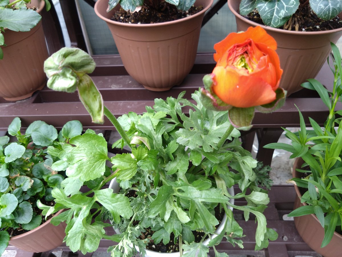 ソロ花活 tweet media