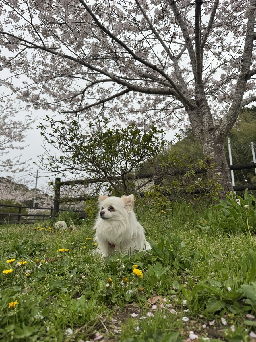 飛龍神 tweet media