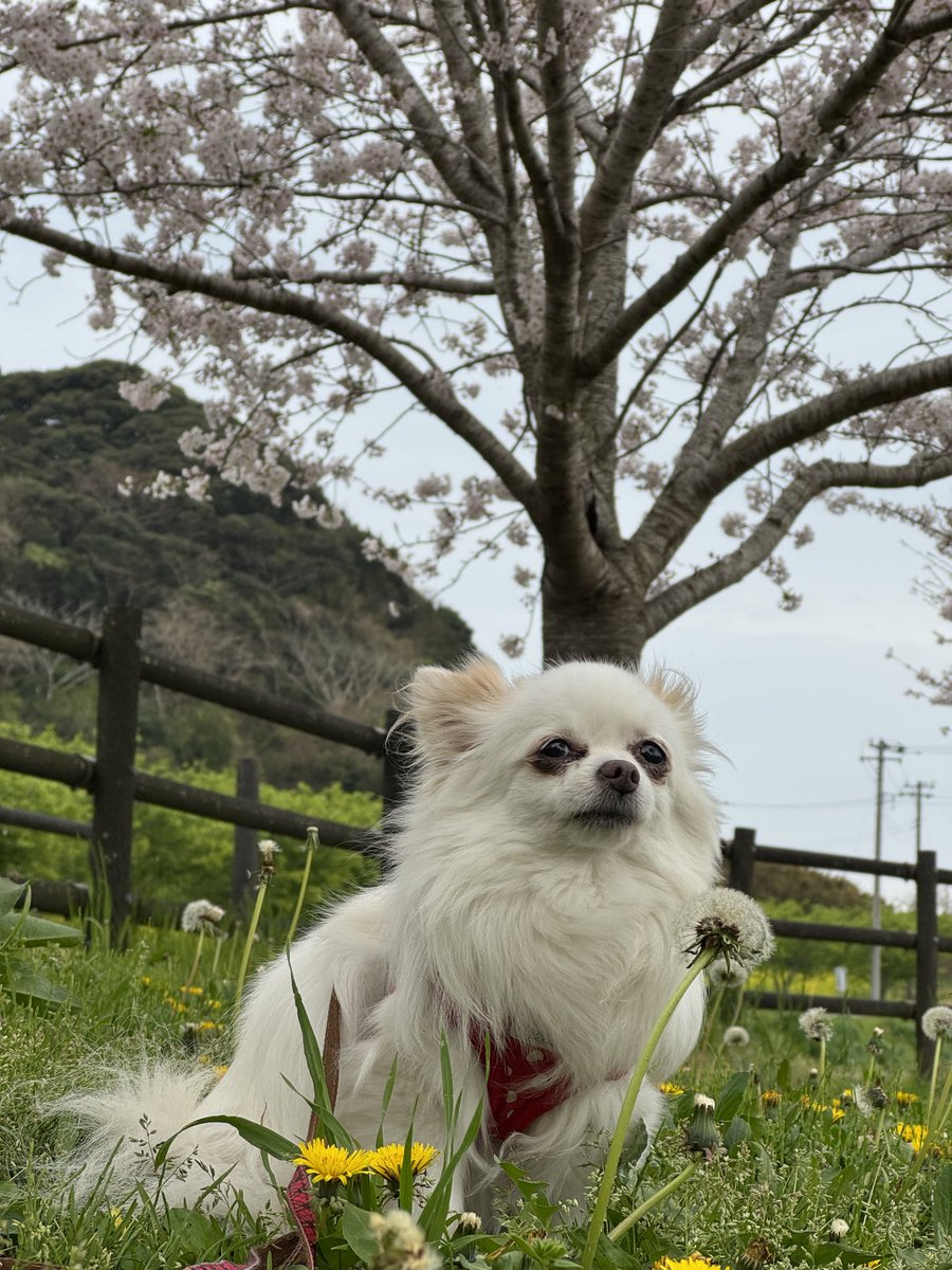 飛龍神 tweet media