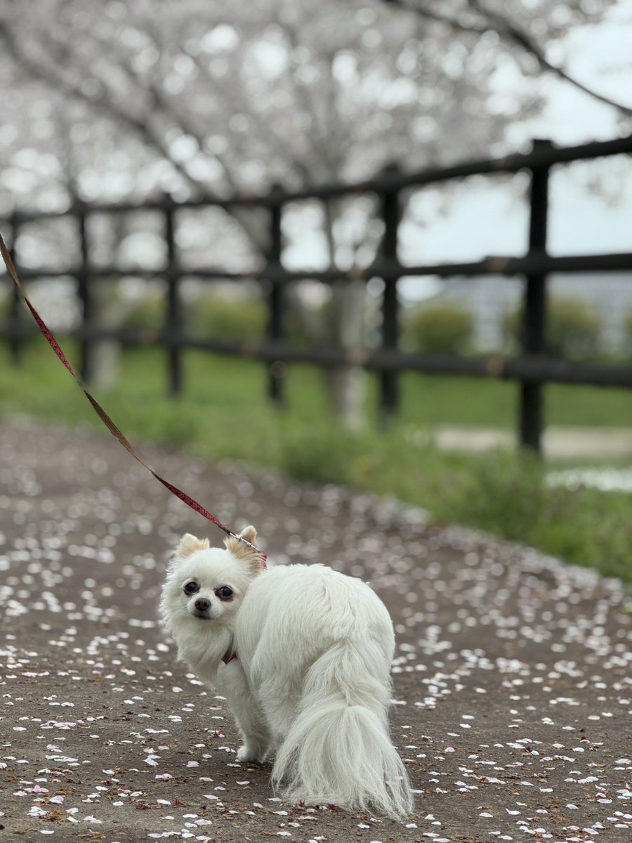 飛龍神 tweet media