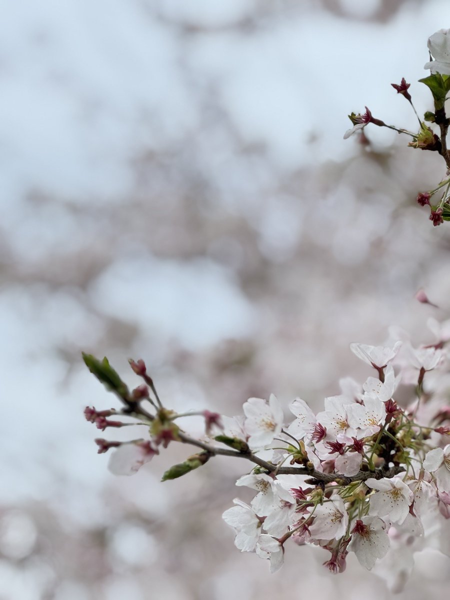 飛龍神 tweet media