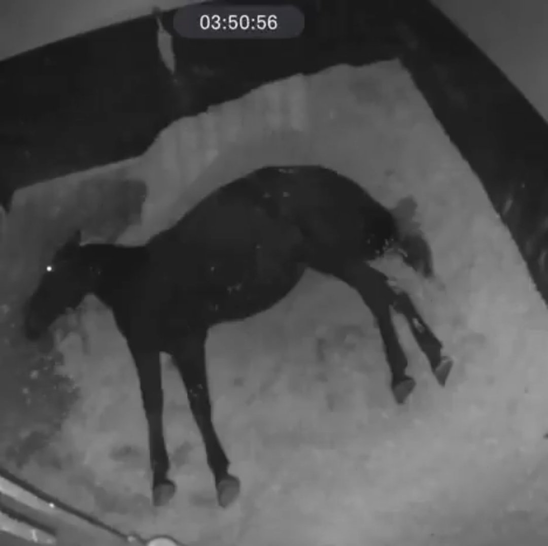 𝖈𝖆𝖗𝖔ℓ tweet media