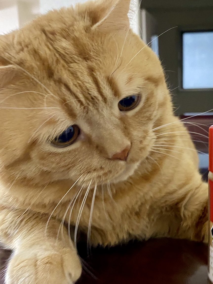 困り顔のアランくん tweet media