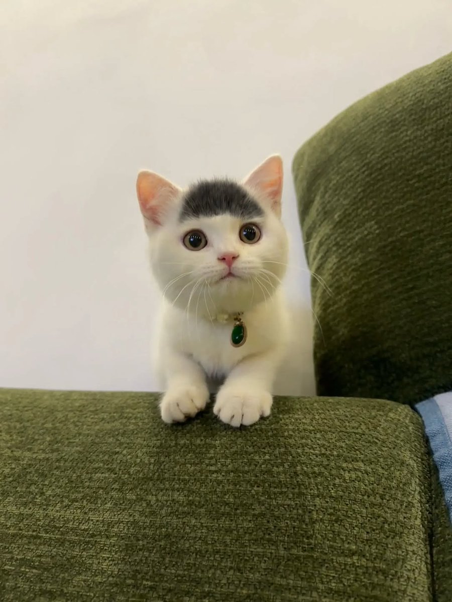 Cat 🐈 tweet media