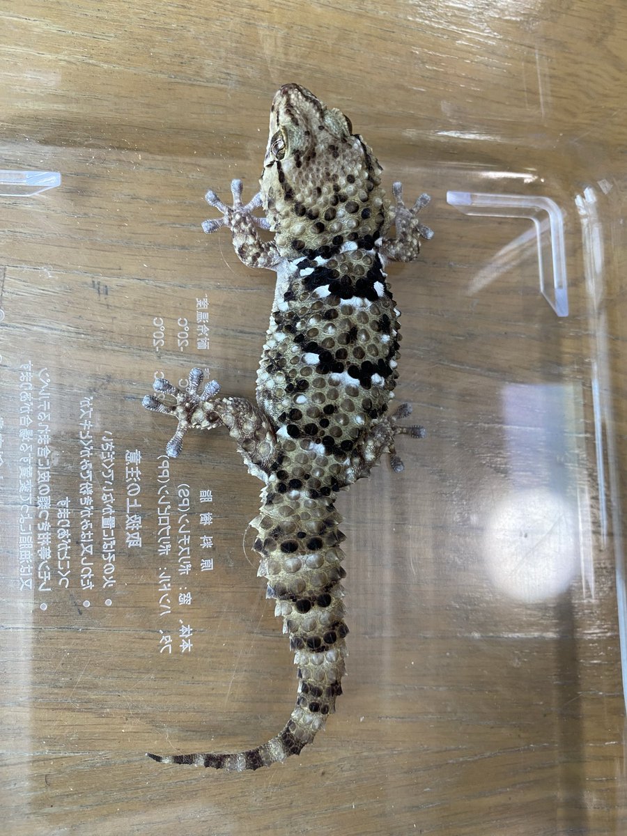 スミスヤモリ tweet media