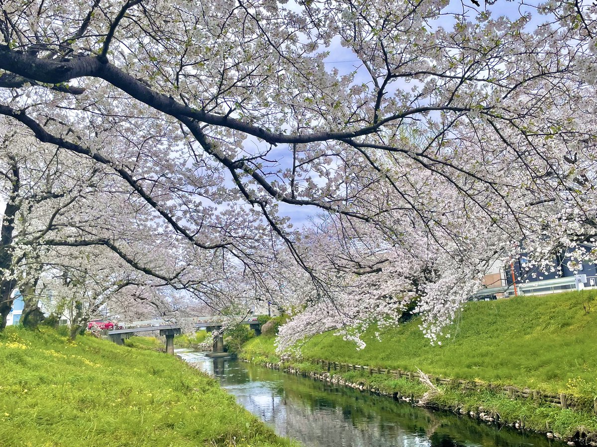 ちはや tweet media