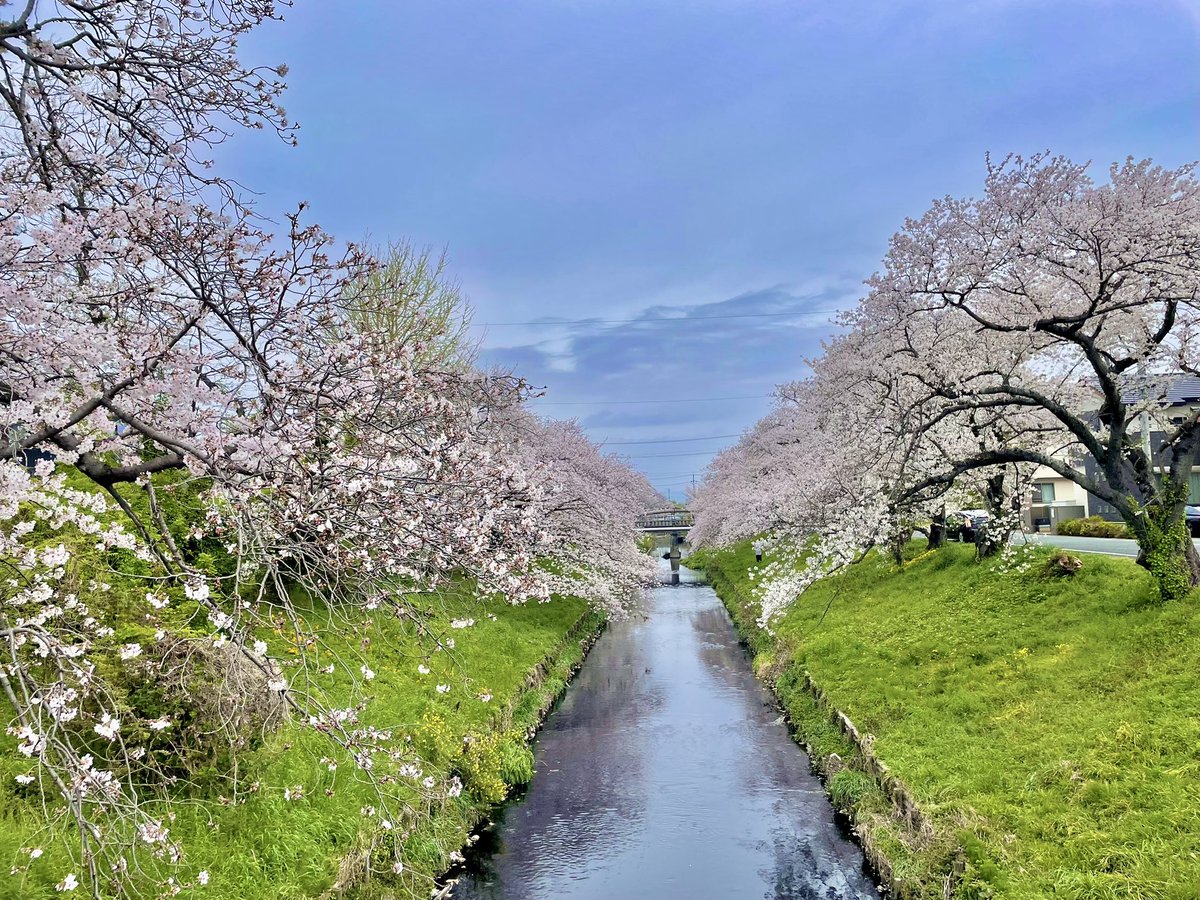 ちはや tweet media