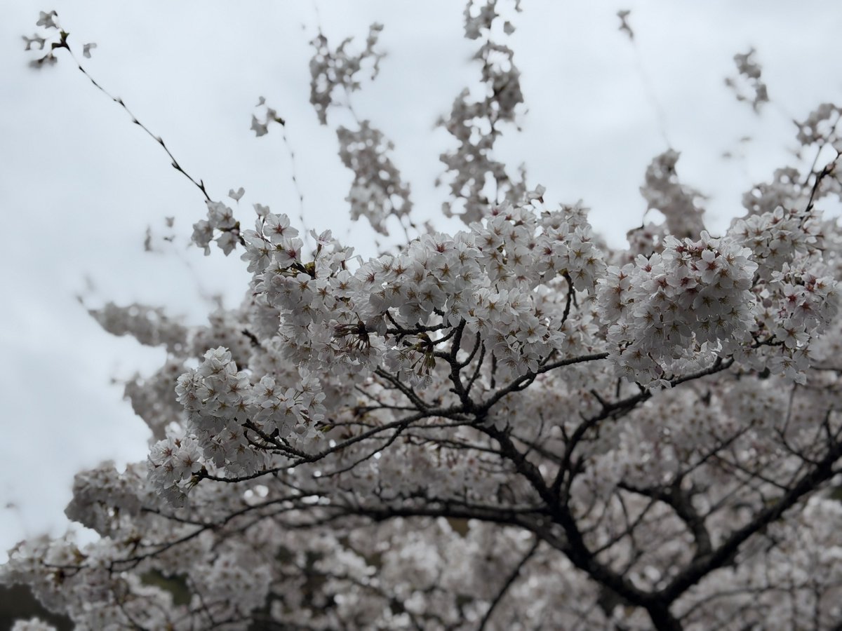 とらびと@万博速報 tweet media