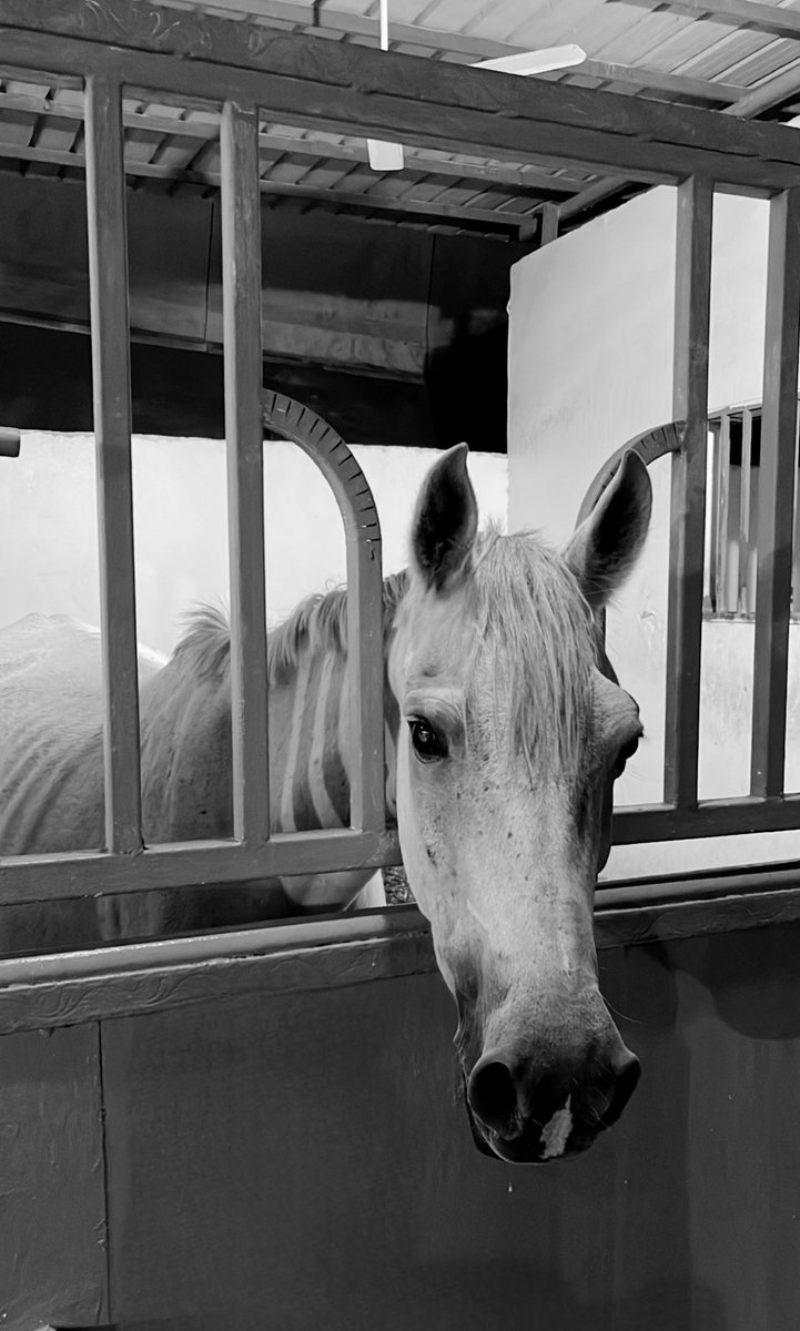 Manchester by the Sea tweet media