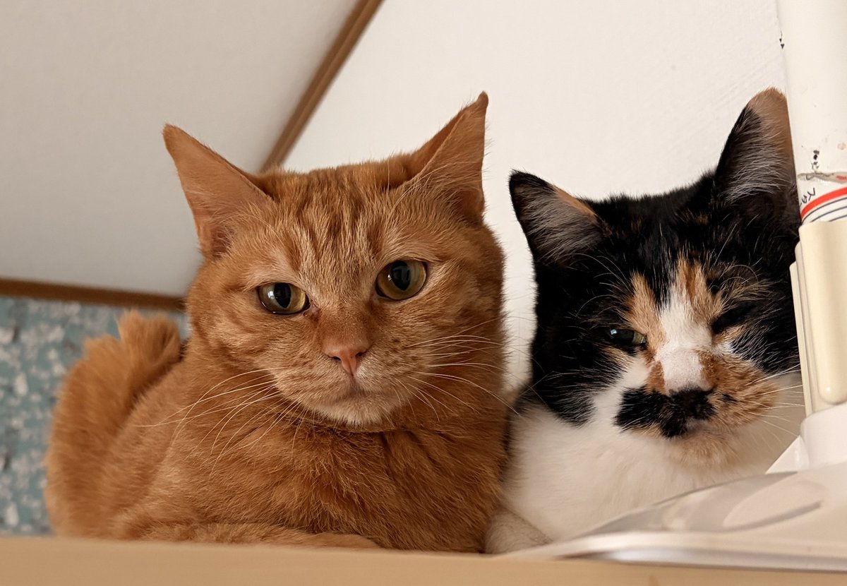 おねっさん tweet media