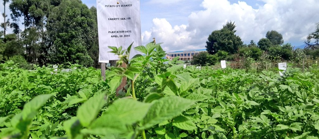 Alexis Nyandwi tweet media