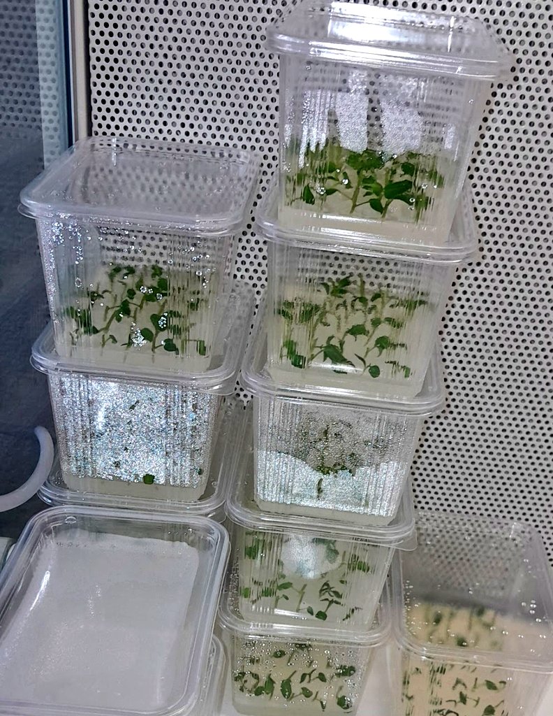 Alexis Nyandwi tweet media