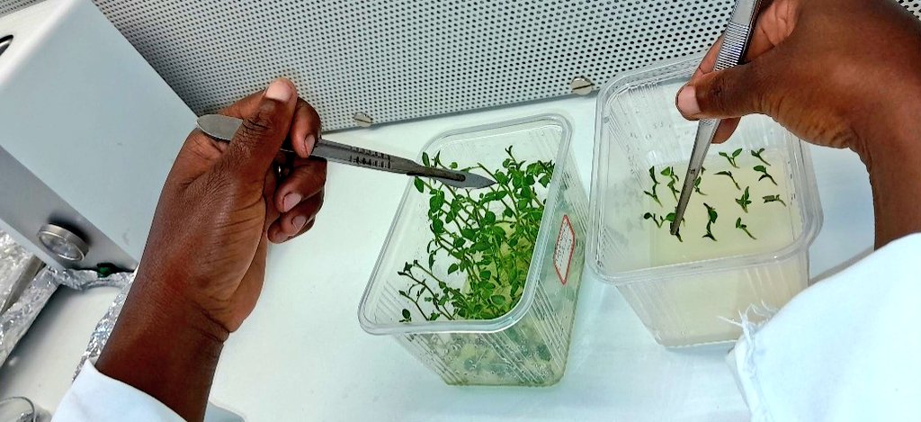 Alexis Nyandwi tweet media