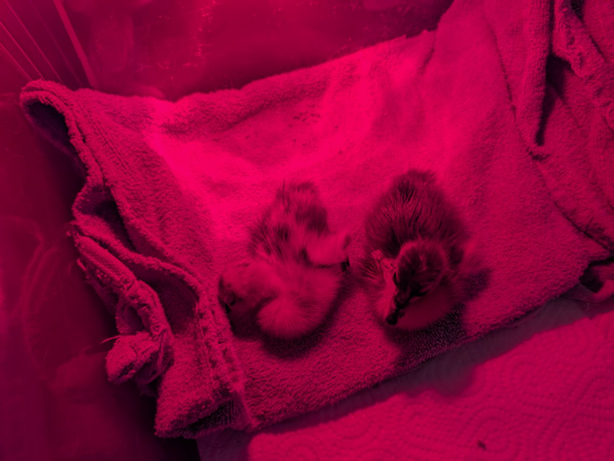 Roy Grinwis tweet media