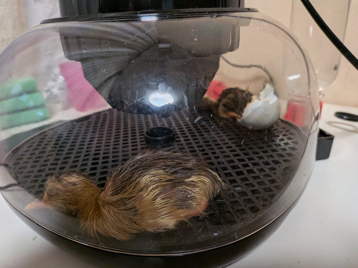 Roy Grinwis tweet media