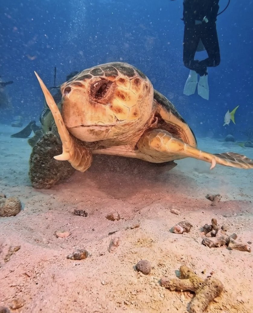 Neural Space tweet media