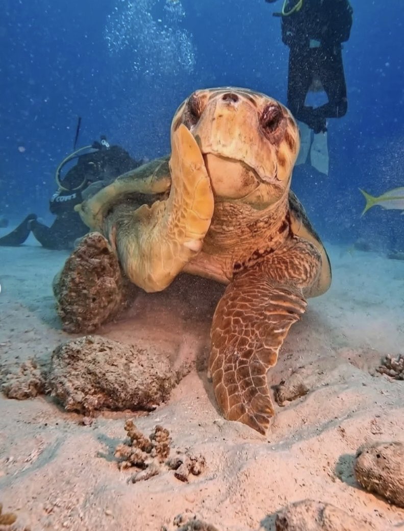 Neural Space tweet media