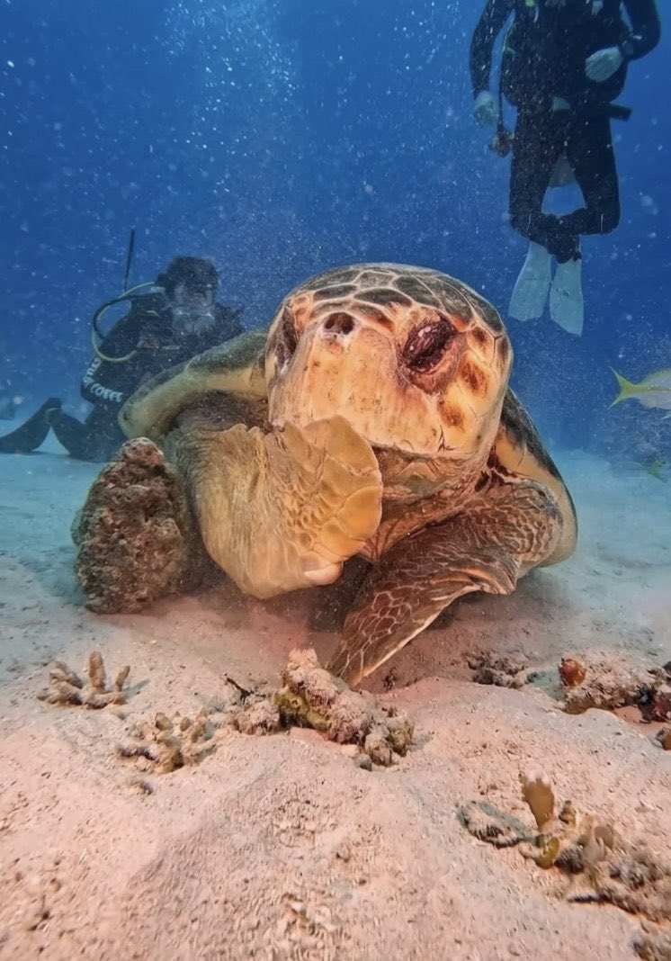 Neural Space tweet media