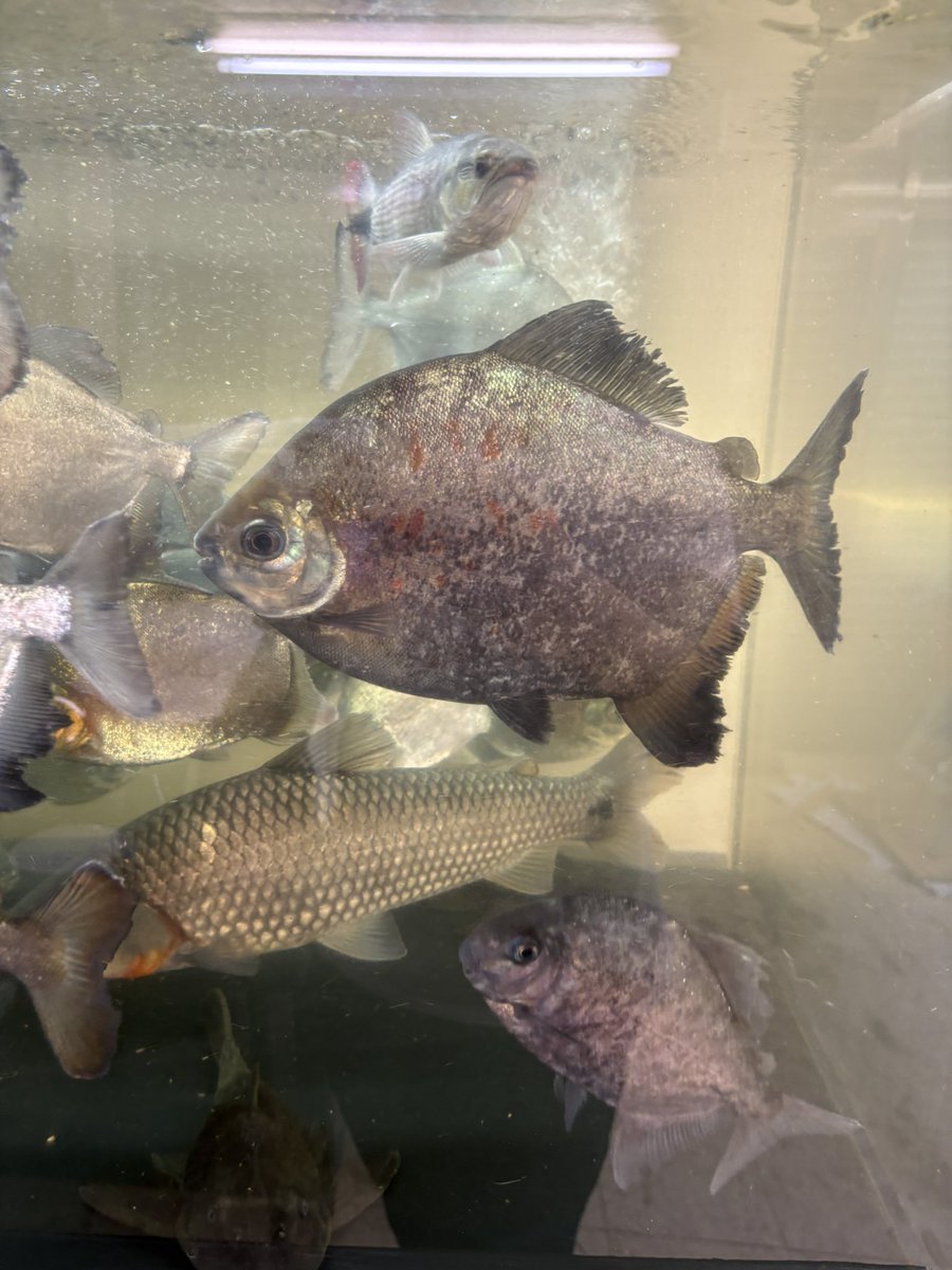 井上　賀央 tweet media