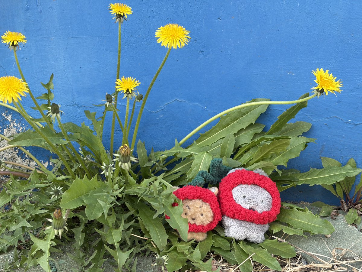 농놀피자🍤 tweet media