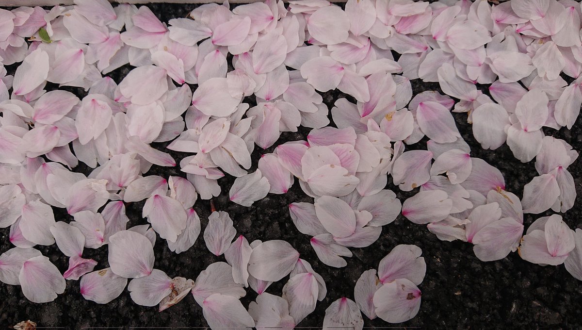 うたまつ tweet media