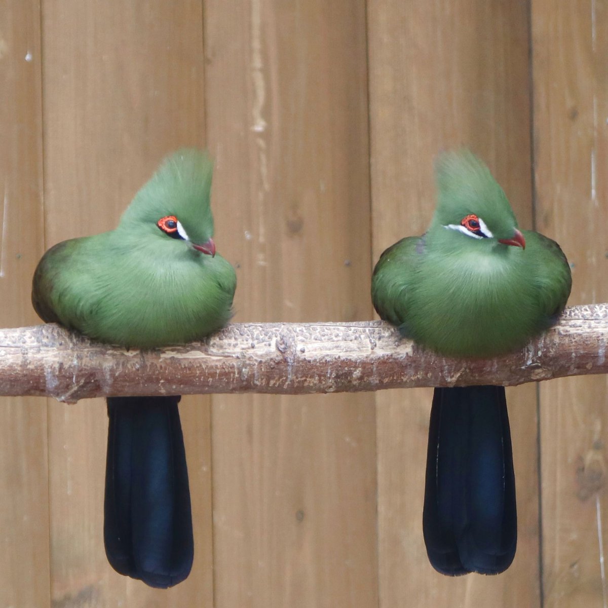 松江フォーゲルパーク tweet media