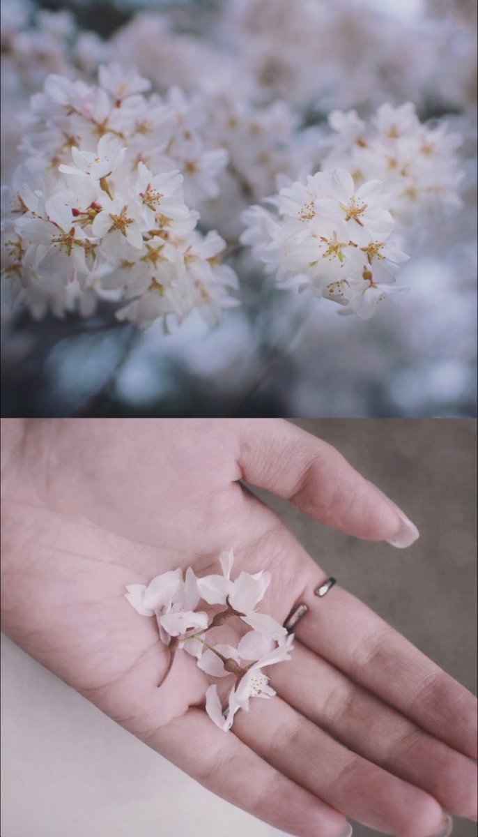 めあり tweet media