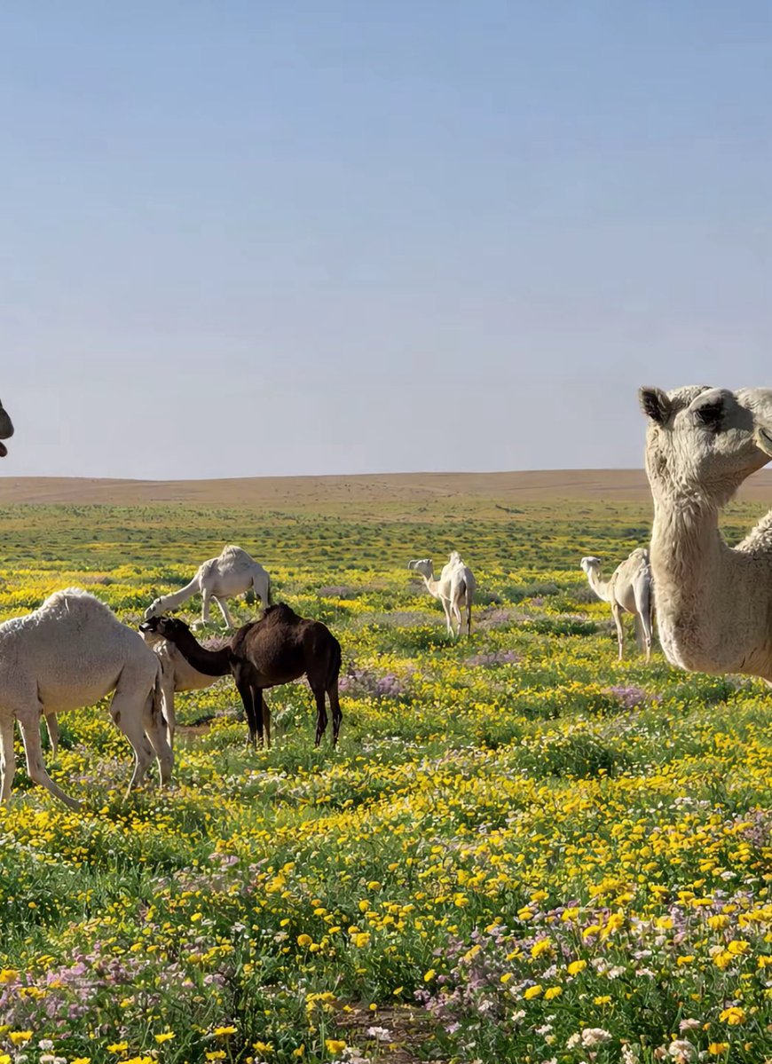 KSA Expats tweet media